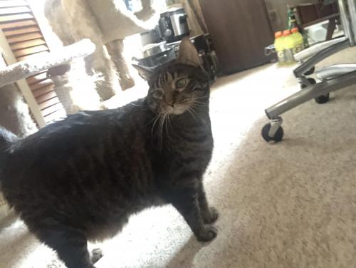 Lost Male Cat last seen In the Bowlero Bowling Alley parking lot off of 47th St, Lyons on the side closest to the woods., Lyons, IL 60534