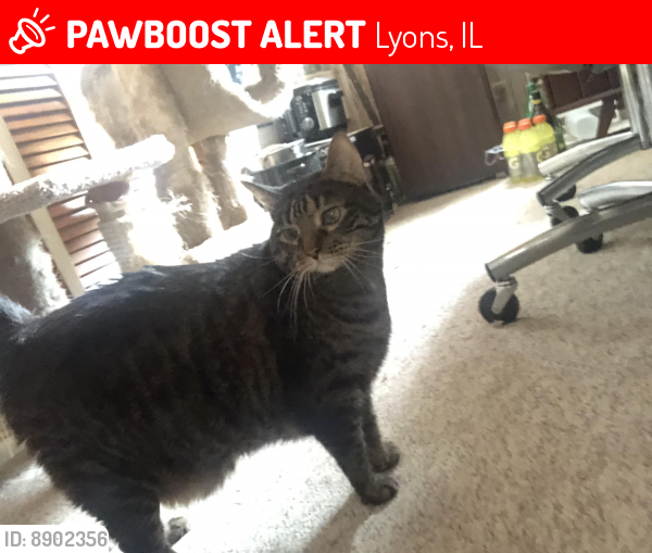 Lost Male Cat last seen In the Bowlero Bowling Alley parking lot off of 47th St, Lyons on the side closest to the woods., Lyons, IL 60534