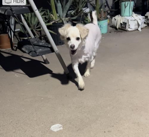Found/Stray Male Dog last seen 23rd ave and Thomas RD, Phoenix, AZ 85031