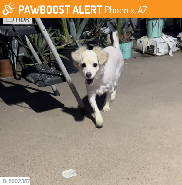 Found/Stray Male Dog last seen 23rd ave and Thomas RD, Phoenix, AZ 85031