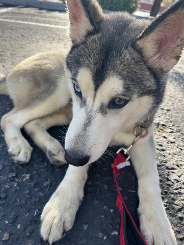 Found/Stray Male Dog last seen 61st, Kristal way , Glendale, AZ 85308