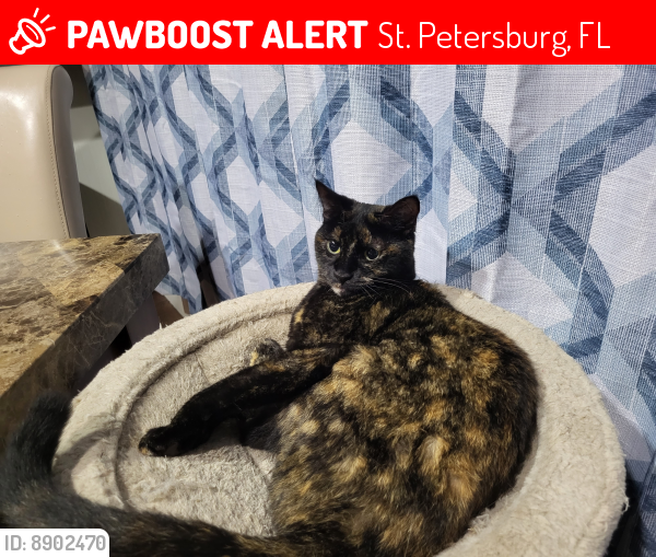 Lost Female Cat last seen 58th Street and 22nd Ave N, St. Petersburg, FL 33710