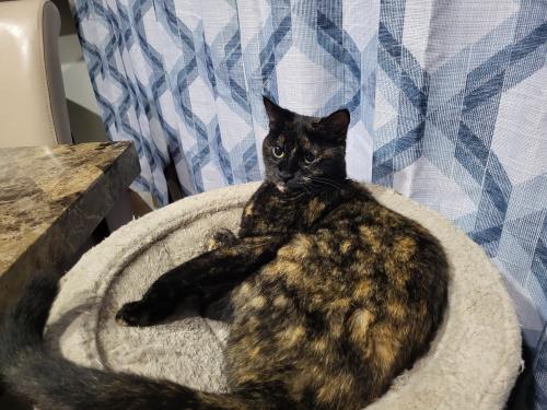 Lost Female Cat last seen 58th Street and 22nd Ave N, St. Petersburg, FL 33710