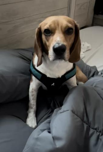 Lost Male Dog last seen 95th ave and camelback , Glendale, AZ 85305