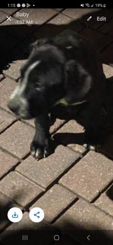Found/Stray Male Dog last seen Little Five Points, Atlanta, GA 30308