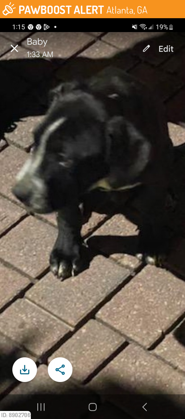 Found/Stray Male Dog last seen Little Five Points, Atlanta, GA 30308