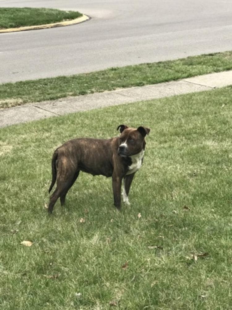 Shelter Stray Female Dog last seen Forest Park, OH 45240, Cincinnati, OH 45223