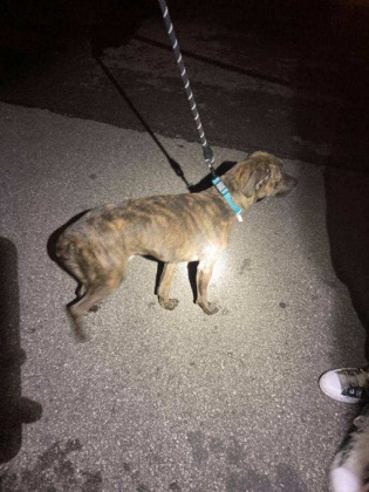 Shelter Stray Male Dog last seen Reading, OH 45215, Cincinnati, OH 45223