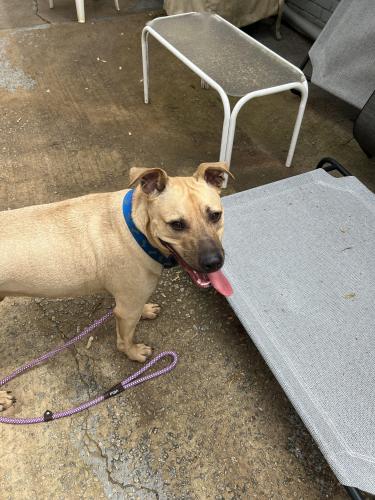 Found/Stray Male Dog last seen Emerald North Dr and Snapfinger Rd , Decatur, GA 30035