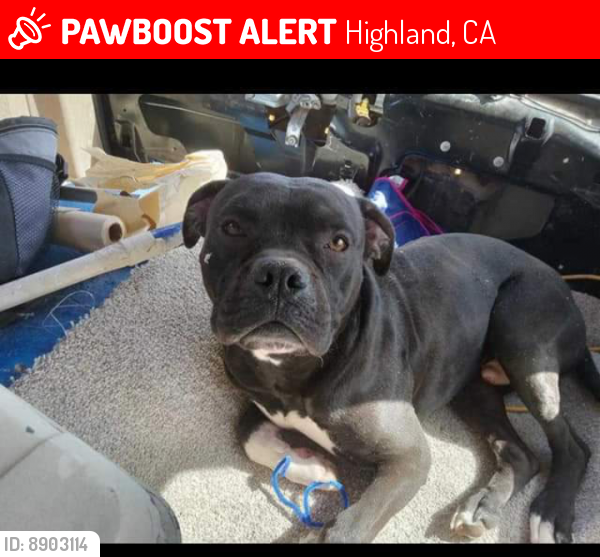 Lost Male Dog last seen Pacific and Baseball , Highland, CA 92410