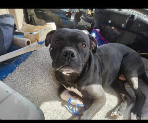 Lost Male Dog last seen Pacific and Baseball , Highland, CA 92410