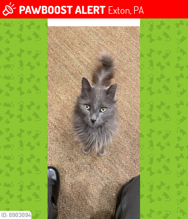 Lost Male Cat last seen Sunrise Blvd. and Route 100 in Exton PA, Exton, PA 19341