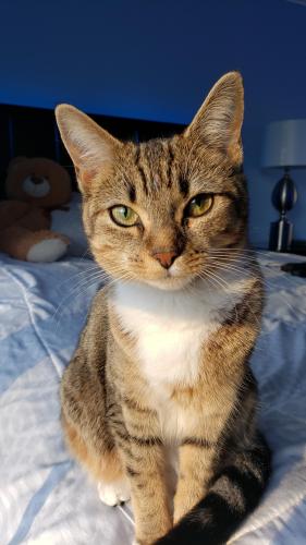 Lost Female Cat last seen Kittery Point by the Centerville libary, Snellville, GA 30039