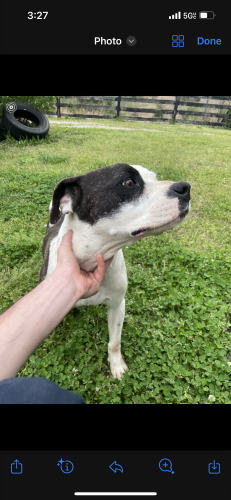 Found/Stray Female Dog last seen graham cemetery rd. by the cemetery , Pomaria, SC 29126