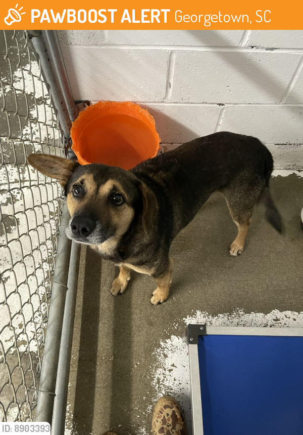 Found/Stray Male Dog last seen Tractor Supply Georgetown SC 29440, Georgetown, SC 29440