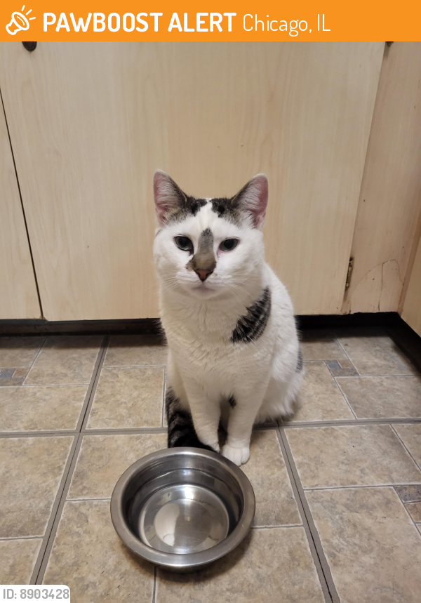 Rehomed Female Cat last seen School & Newland, Chicago, IL 60634