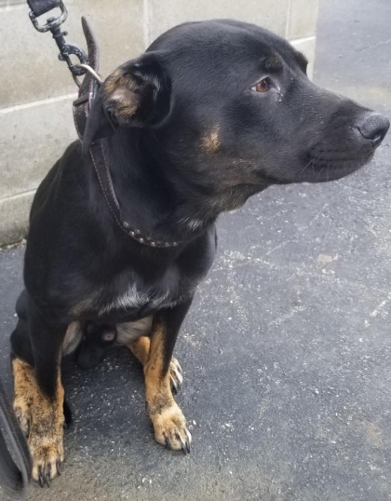 Shelter Stray Male Dog last seen Cincinnati, OH 45216, Cincinnati, OH 45223