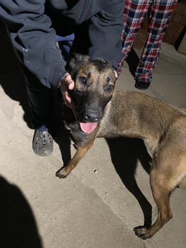 Found/Stray Female Dog last seen Randall, Fontana, CA 92376