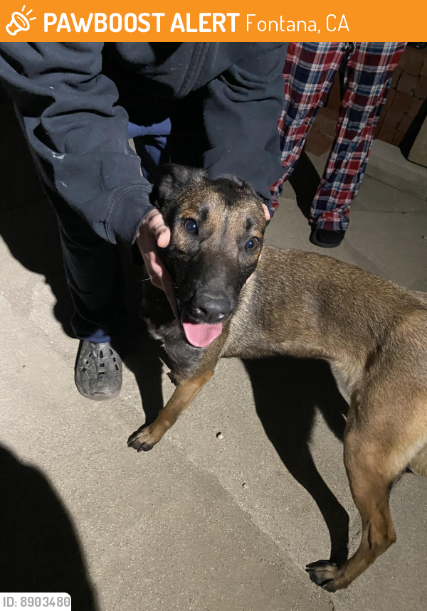 Rehomed Female Dog last seen Randall, Fontana, CA 92376