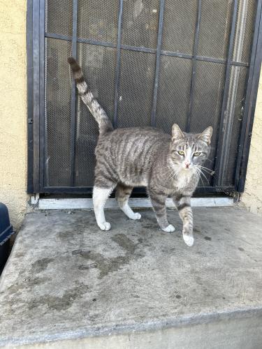 Found/Stray Female Cat last seen W 8th St, San Bernardino, CA 92410