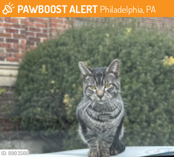 Found/Stray Unknown Cat last seen Tacony Street, Philadelphia, PA 19137