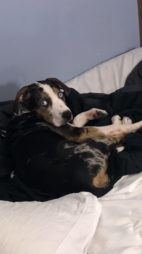 Lost Female Dog last seen Westbrook and Jot em Down road area, Forsyth County, GA 30506