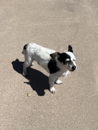 Found/Stray Unknown Dog last seen 44th st and fremont, Phoenix, AZ 85042