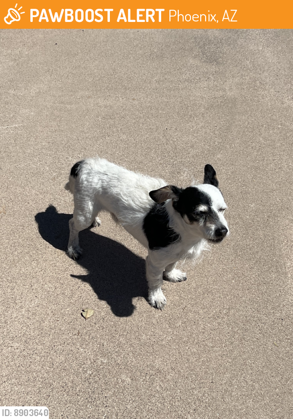 Found/Stray Unknown Dog last seen 44th st and fremont, Phoenix, AZ 85042