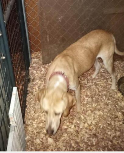 Found/Stray Unknown Dog last seen Yeadon Police Station , Yeadon, PA 19050