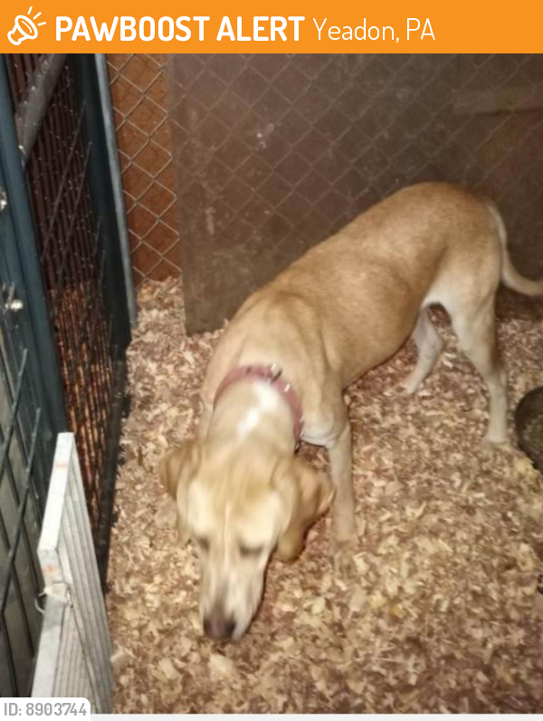 Found/Stray Unknown Dog last seen Yeadon Police Station , Yeadon, PA 19050