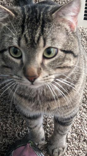 Lost Male Cat last seen Chapel Hill Rd , Douglasville, GA 30135