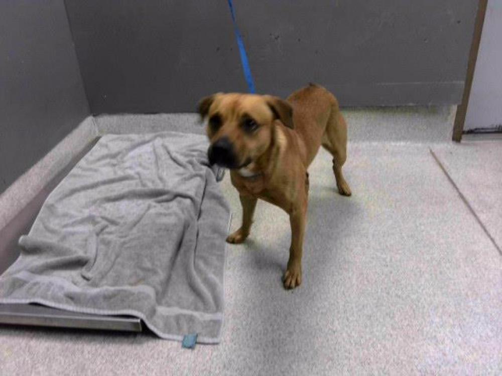 Shelter Stray Male Dog last seen Near BLOCK MARK DR, TALLAHASSEE FL 32312, Tallahassee, FL 32311