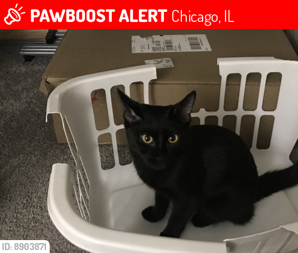 Lost Male Cat last seen Near W 64 place  Chicago, 60638, Chicago, IL 60638