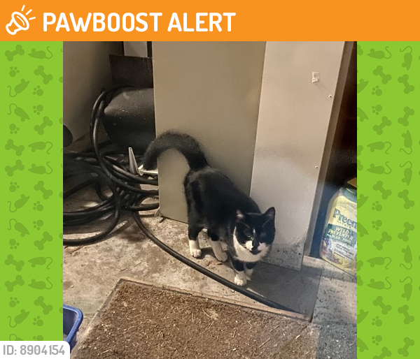 Shelter Stray Unknown Cat last seen Country Club Hills, IL 60478, Matteson, IL 60443