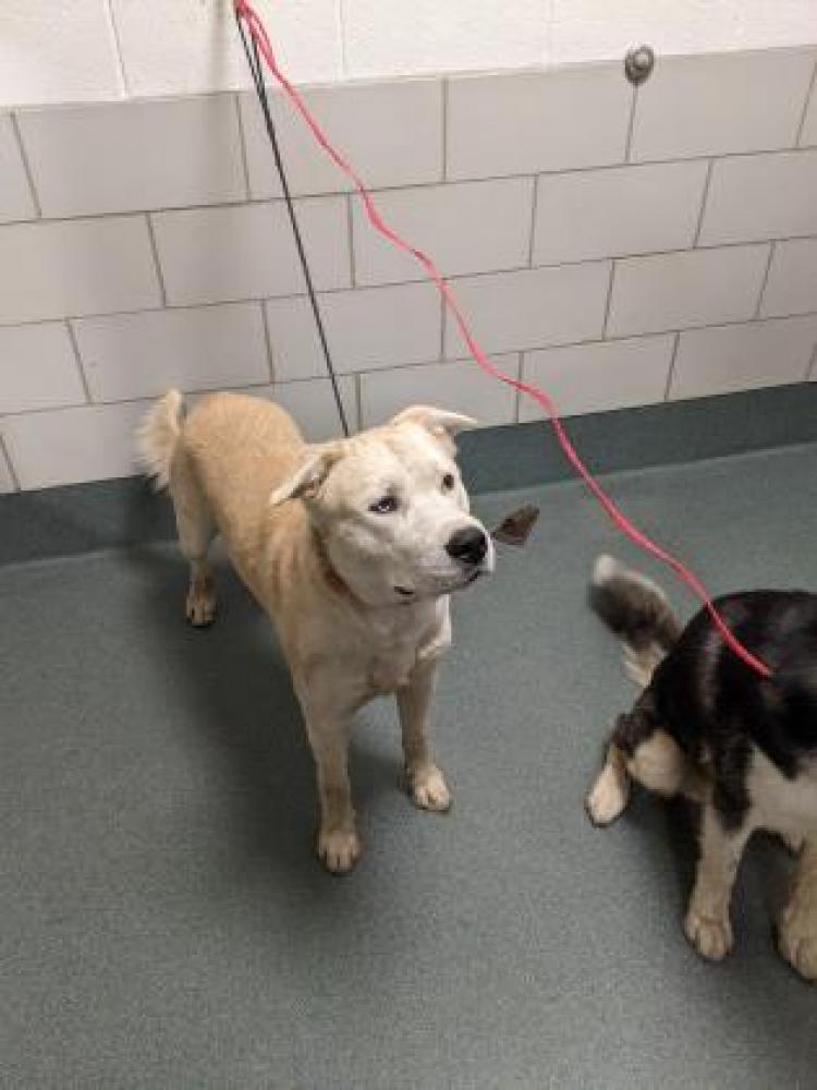 Shelter Stray Male Dog last seen Vienna, VA, 22181, 9601 Courthouse Rd, Vienna, Town of, VA, Fairfax, VA 22032