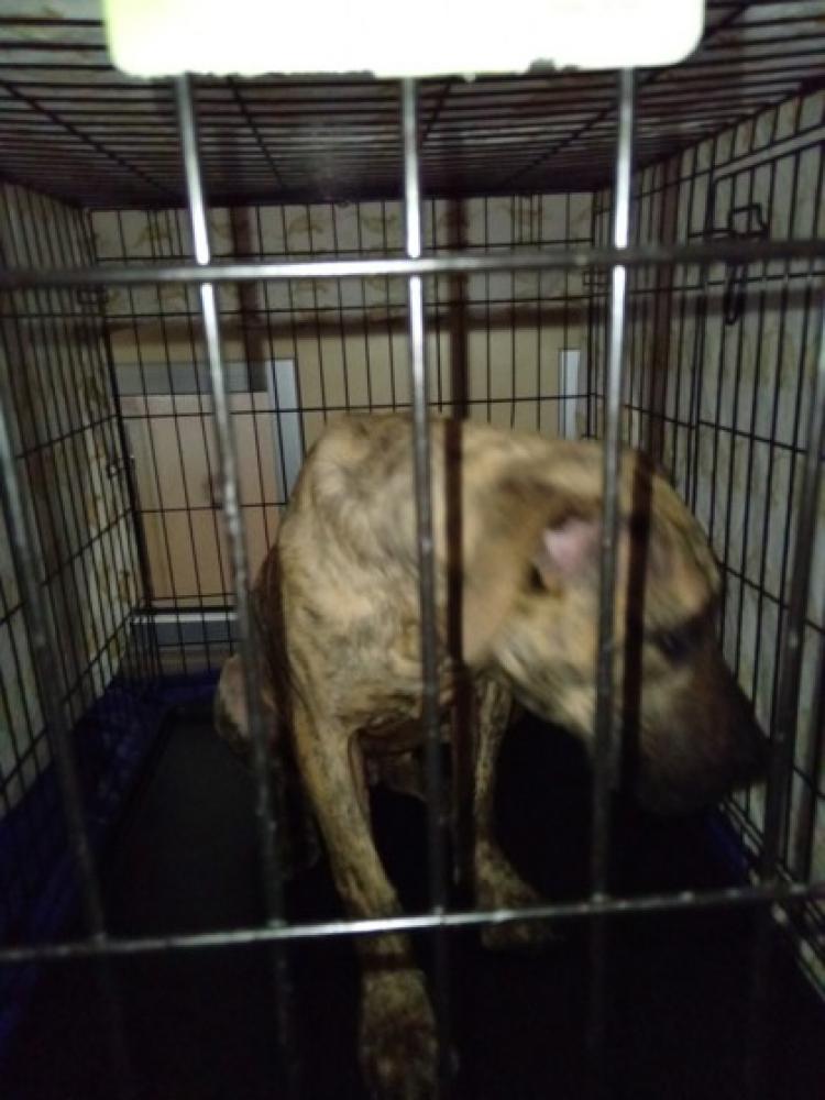 Shelter Stray Male Dog last seen Near Oklahoma Avenue  NE 20002, NE, DC, Washington, DC 20011