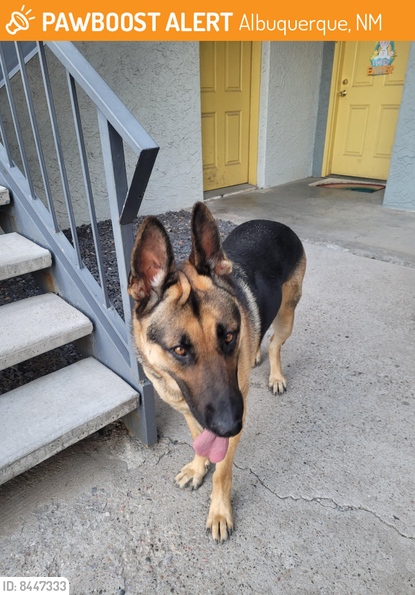 Found/Stray Male Dog last seen Bel Air Elementary School, Albuquerque, NM 87110