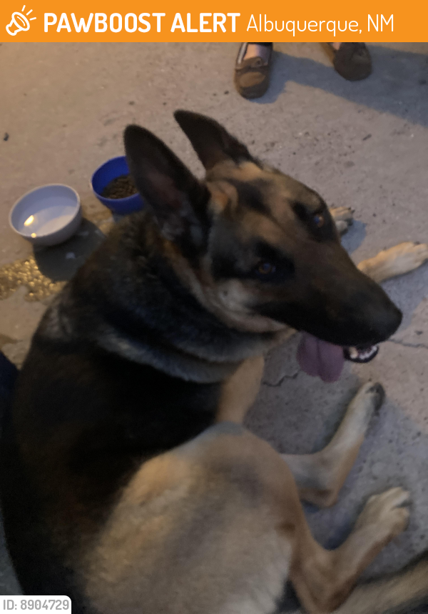 Found/Stray Male Dog last seen Adams and candelaria , Albuquerque, NM 87110