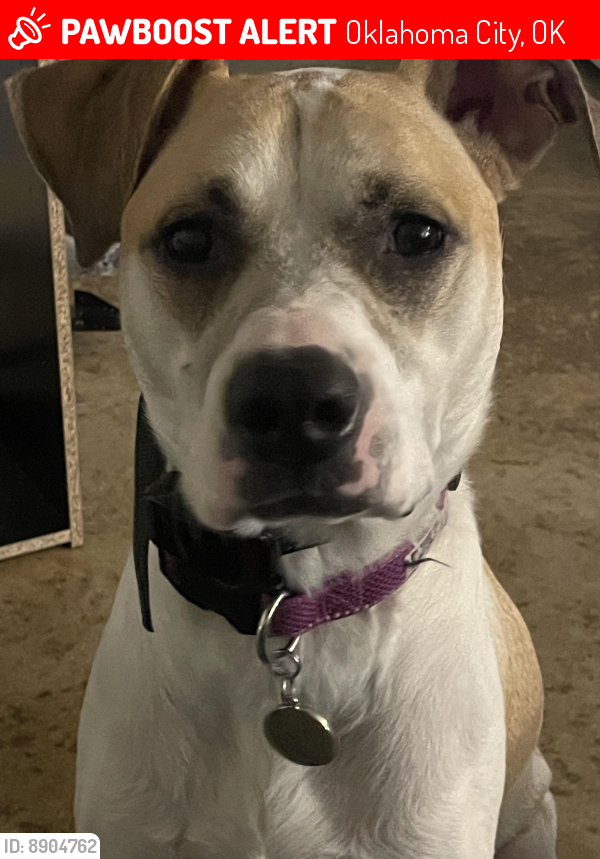 Deceased Female Dog in Oklahoma City, OK 73127 (ID 8904762) PawBoost