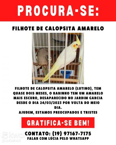 Lost Unknown Bird last seen Jardim Garcia , Jardim Garcia, SP 13061-072