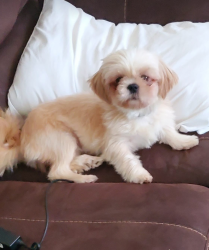 Lost Female Dog last seen Pine Street and McCravy Dr, Spartanburg, SC 29303