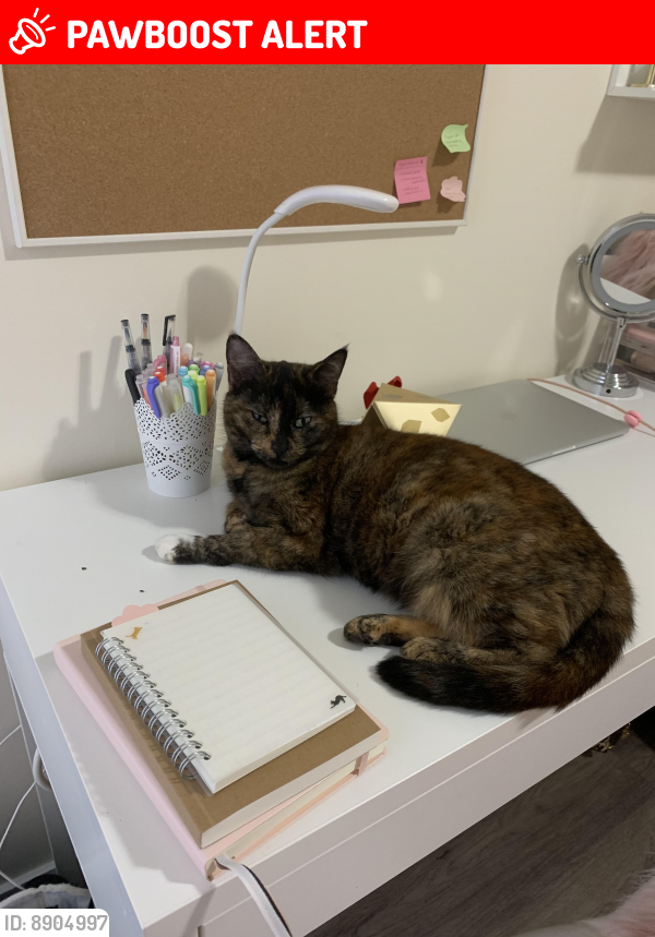Lost Female Cat last seen on the corner of West 16th Street & Chesterfield Ave, North Vancouver, BC V7M 1T6