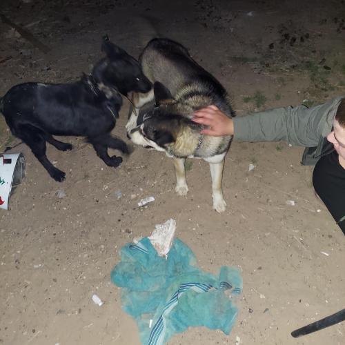 Found/Stray Female Dog last seen Coors and Gun Club, Albuquerque, NM 87121