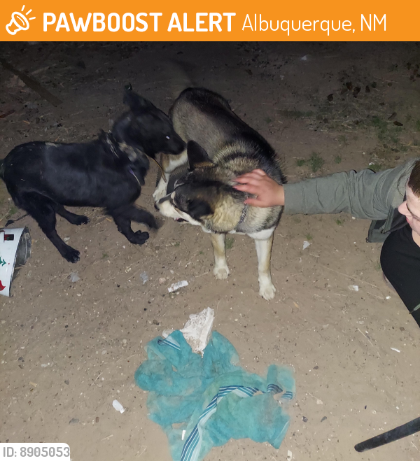 Found/Stray Female Dog last seen Coors and Gun Club, Albuquerque, NM 87121