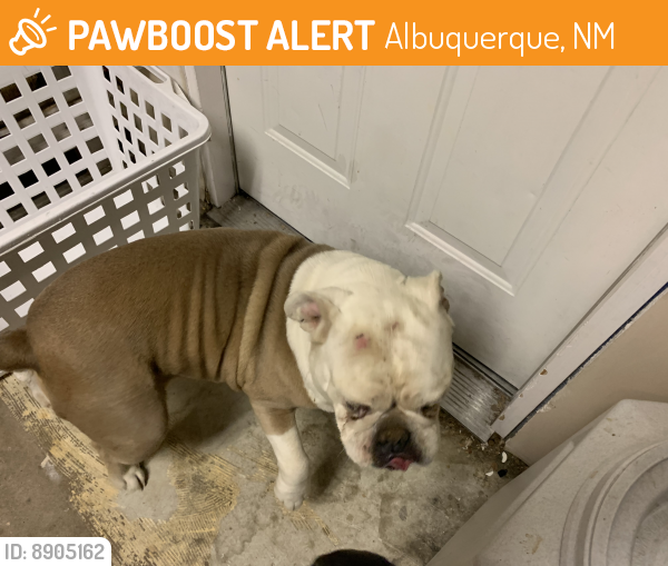 Found/Stray Female Dog last seen Eubank & menual, Albuquerque, NM 87112