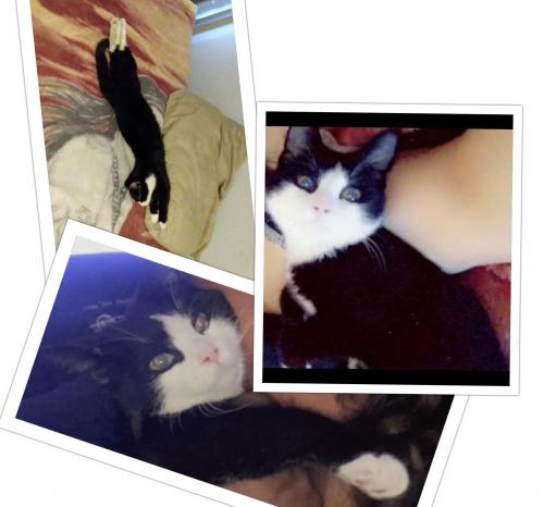 Lost Male Cat last seen sanjose and gibson, Albuquerque, NM 87102