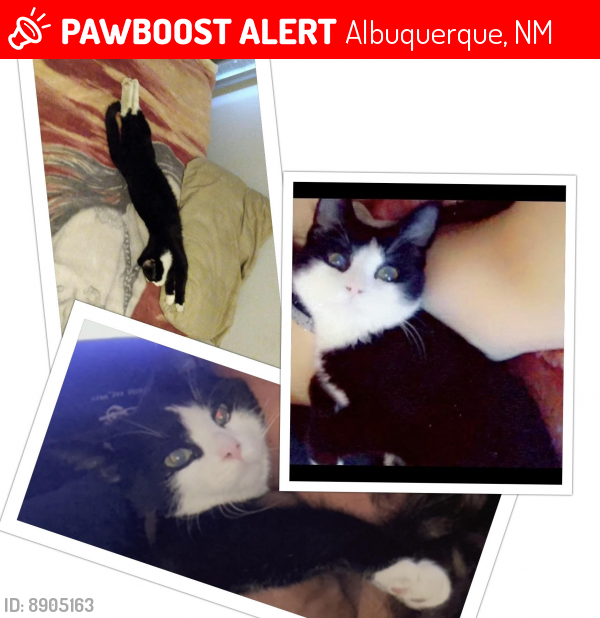 Lost Male Cat last seen sanjose and gibson, Albuquerque, NM 87102