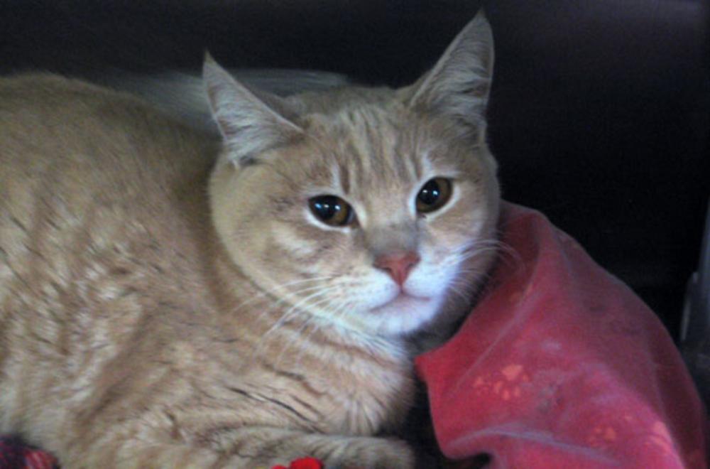 Shelter Stray Male Cat last seen Near Milane Lane, Escondido, CA, 92025, San Diego, CA 92110