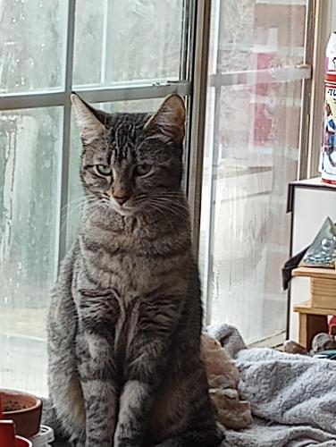 Lost Female Cat last seen Rt 34, Westmont, IL 60559