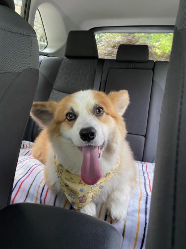 Lost Male Dog last seen Georgetown Pike by Spring Hill, McLean, VA 22101
